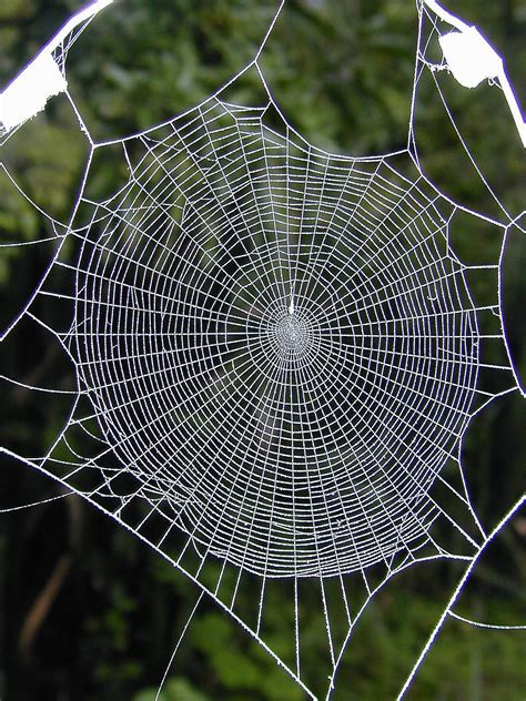 Why Dont Spiders Stick To Their Own Webs Symmetry Nature Radial