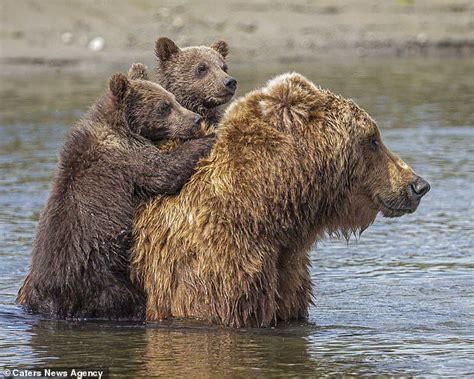Bear Cubs Cling To Their Mothers Back In Alaska Cute Animals Cute