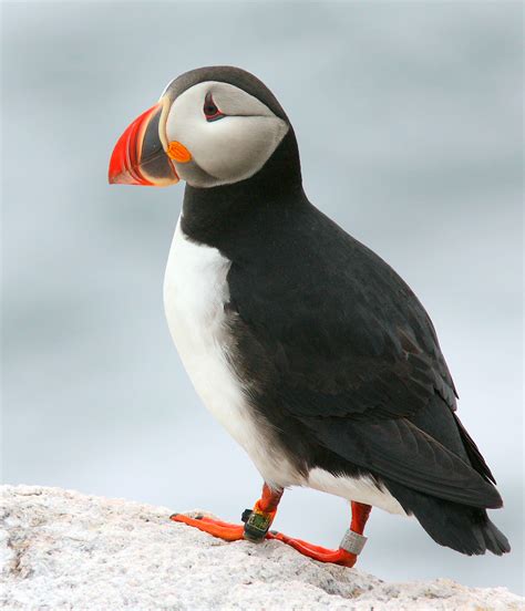 Researchers Discover Where Maine Puffins Spend The Winter