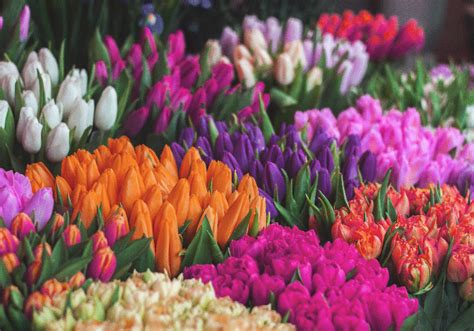 Fotomural Tulipanes Diferente Color Tenvinilo