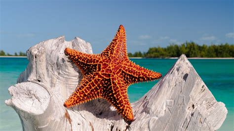 Animal Starfish 4k Ultra Hd Wallpaper