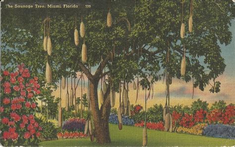 Postcard Messages From The Past The Sausage Tree Miami Florida