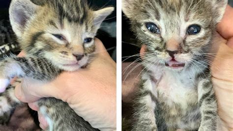 Kittens Abandoned In Trash Can Get Rescued And Become The ‘jackson 5 I Can Has Cheezburger