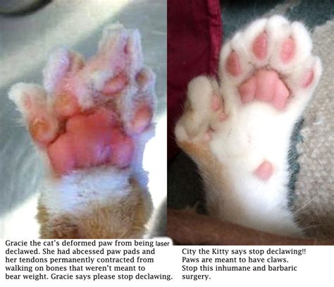 37 Top Photos Benefits Of Declawing A Cat What Are The Pros And Cons