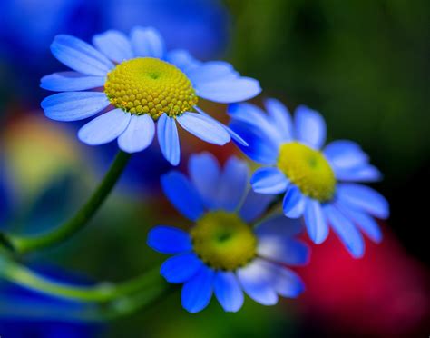Beautiful Flowers Background Hd Images Best Flower Site