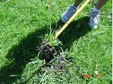 Pictures of Best Crabgrass Pre Emergent To Use