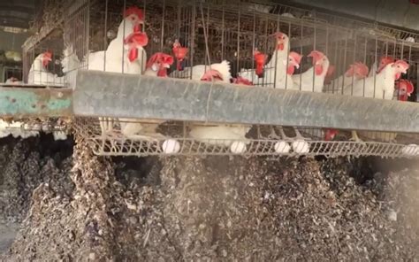 Hundreds Of Thousands Of Chickens To Be Culled As Bird Flu Spreads Egg