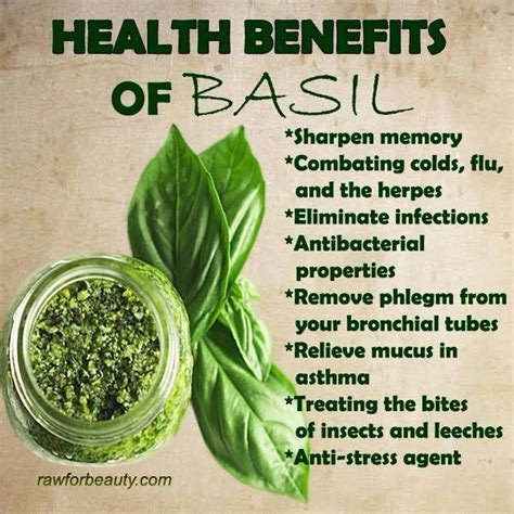 Health Benefits Of Basil Musely