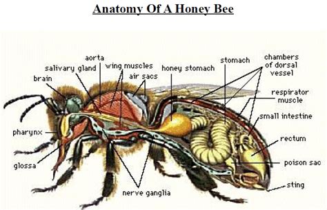 A Few Honey And Honey Bee Facts Grantham Beekeepers