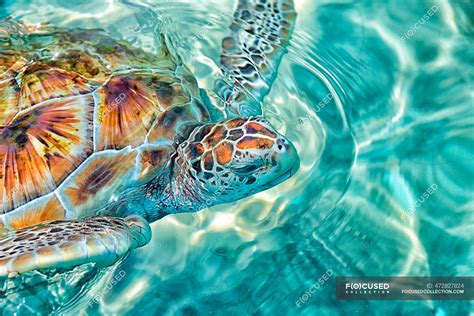 Close Up Of Green Sea Turtle Swimming In Sea — Nature Rippled Stock