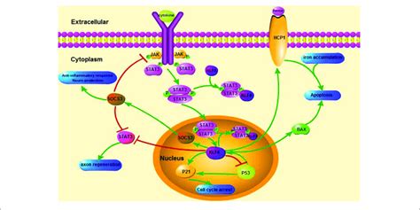 Schematicillustration Of KLF 4 Related Signaling Pathways This