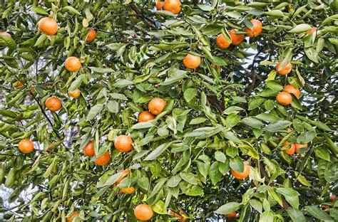 How to Grow and Care for Satsuma Trees