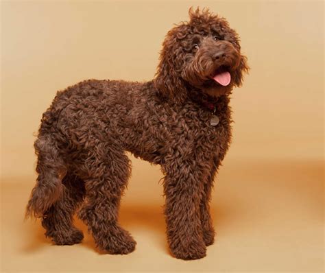 Labradoodle Dog Breed Everything About Labradoodles