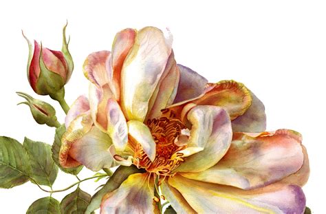 Stunning Realistic Rose Painting In Watercolor By Doris Joa