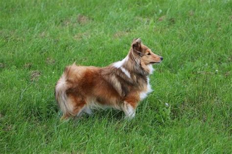 Best Mini Lassie Stock Photos Pictures And Royalty Free Images Istock