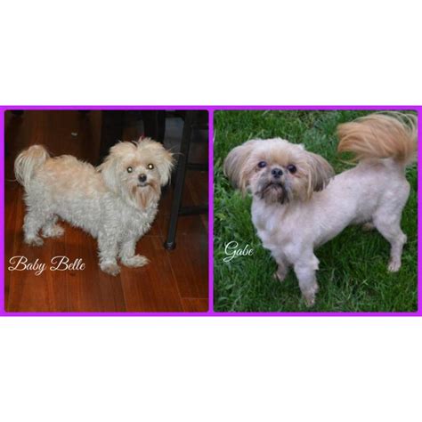 We have healthy shih tzu puppies for sale and adoption with shipping and 30 days money back guarantee. 3 Maltese Shih Tzu Puppies for Sale in Meadville ...