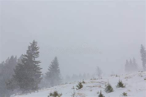 Winter Scenery With Fir Trees In Snow Blizzard Stock Image Image Of