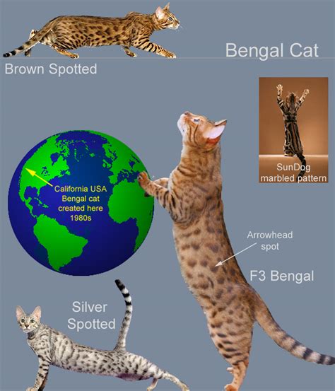 A kitten is a cute and funny animal that you can look after at home. Bengal Cat Facts For Kids