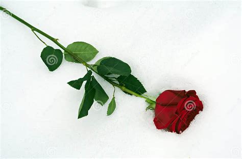 Red Rose In Snow Stock Photo Image Of Rose Close Flower 49186576