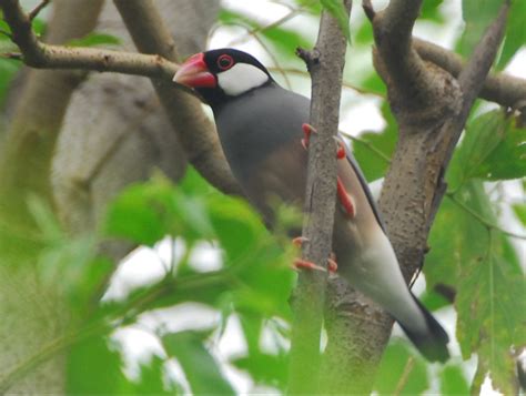 Burung Pemakan Biji Hidup Bersama Burung Pemakan Buah Interaksi – Bali