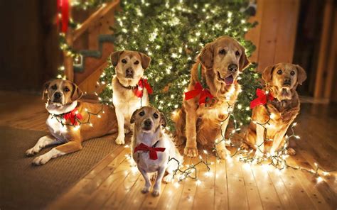 Holiday Puppies Wallpapers Wallpaper Cave