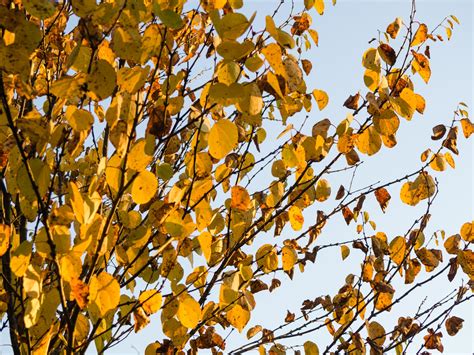 Fall Leaves In Tree Foca Stock