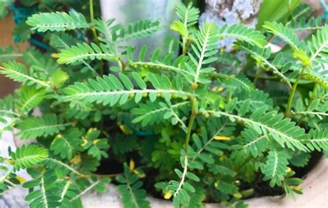 Bhumi Amla Phyllanthus Niruri Uses Benefits And Ayurvedic View