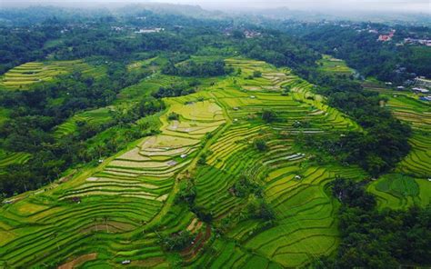 9 Ladang Sawah Terindah Di Indonesia Yang Bikin Hatimu Bergetar