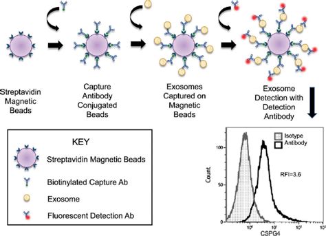 Exosome Beads Flow Cytometry BEAD SKIN BRIGHT