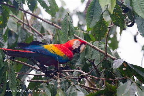 Macaw In Rainforest Jungle Social Birds