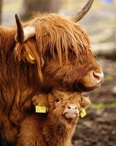 Highlander Cow And Calf Baby Highland Cow Cute Baby Cow Cow Photography