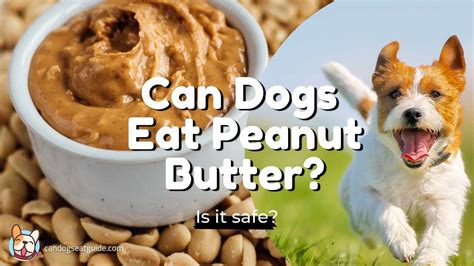 Can Dogs Eat Peanut Butter Is It Safe December 2023