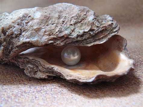 Pearl In Oyster Formed Jewelry Guide