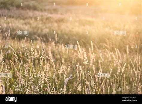 Grass Covered Fields At Golden Hour Hi Res Stock Photography And Images