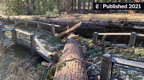 Yosemite National Park Reopens After Devastating Wind Storm Topples Sequoias The New York Times