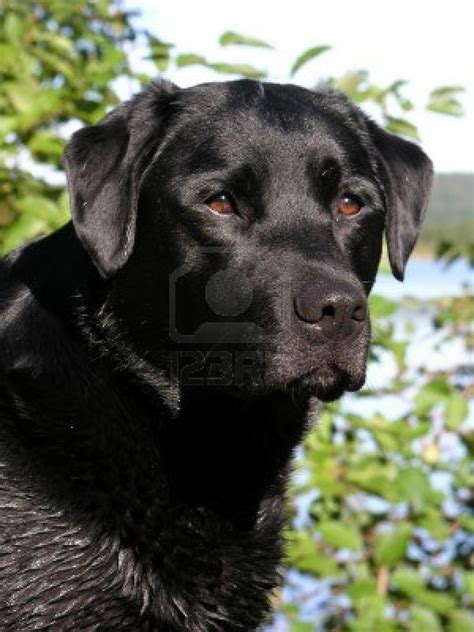 Cute Dogs Cute Black Labrador Retriever