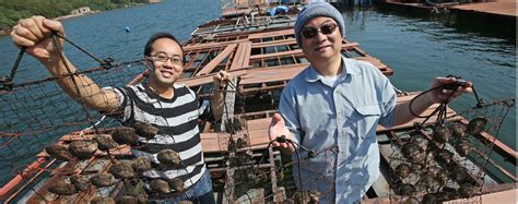 Pearl Farming In Hong Kong Enthusiasts Restock Oyster Beds In City