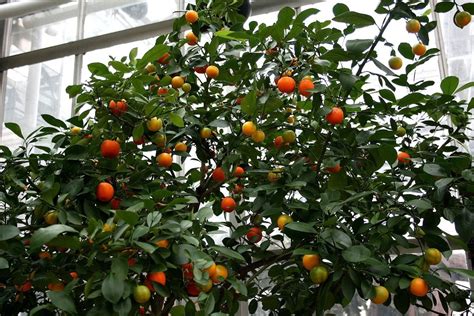 How To Grow A Calamondin Orange Tree Indoors Or Outdoors Dengarden