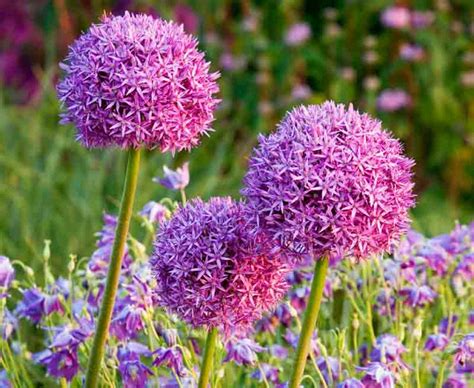 Very tall cultivars may need staking to keep them upright. Allium giganteum (Ornamental Onion)