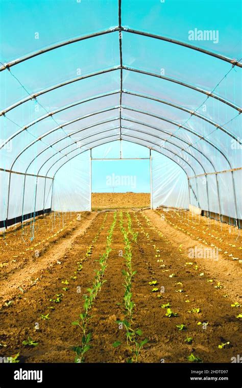 Greenhouse Agricultures Hi Res Stock Photography And Images Alamy