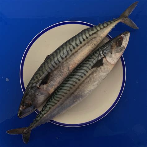Whole Mackerel Buy Online Free Nationwide Delivery