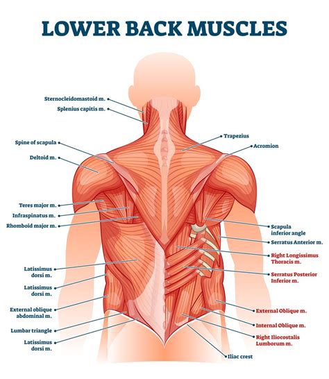 Release Lower Back Muscles Off