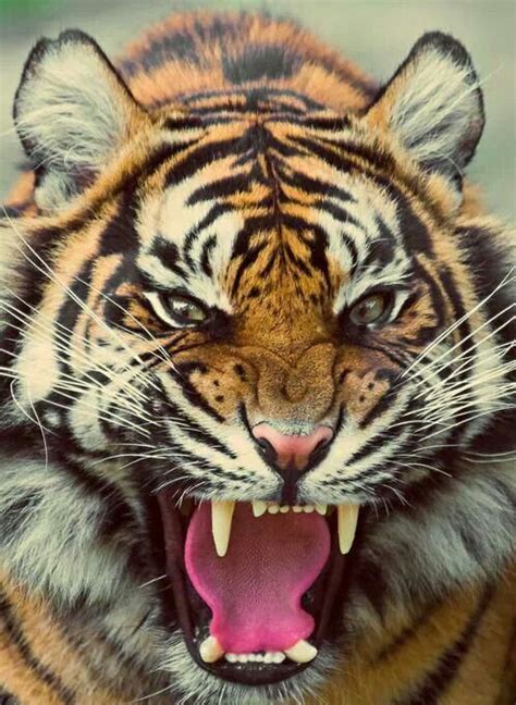 36 Best Tigerdrawingandreal Images On Pinterest Animals Drawings And