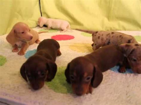 Jack is the kind of puppy that you will only come across once in. Mini Dachshund puppies for sale in CO - YouTube