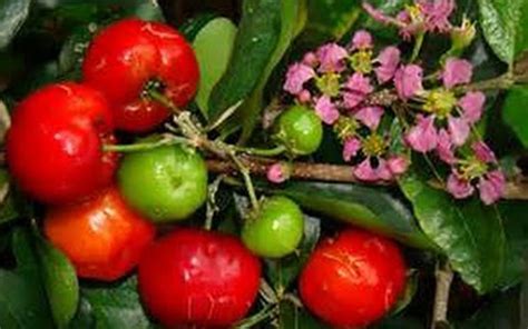 Tropical Fruit Trees Barbados Cherry