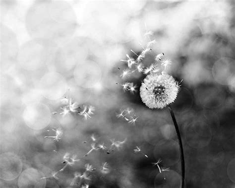 Black And White Photography Dandelion 8x10 8x12 Fine Art