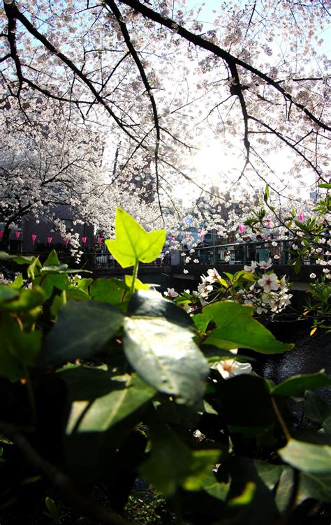 And if your cat likes to play with apples cats can eat apples. Cherry Blossoms along Meguro River - Tokyo - Japan Travel