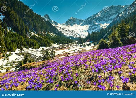 Spring Landscape With Purple Crocus Flowers Fagaras Mountains