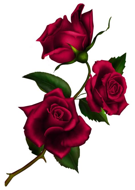 Rose Stem Png Png Image Collection