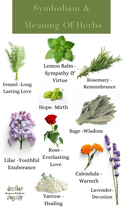Symbolism And Meaning Of Herbs And Flowers In 2021 Magical Herbs